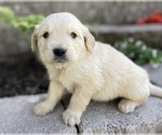 Small #8 Golden Retriever