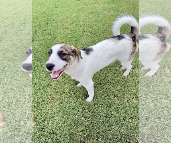 Medium Photo #4 Great Pyrenees-Unknown Mix Puppy For Sale in McKinney, TX, USA