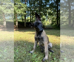 Belgian Malinois Puppy for sale in WESTFIELD, MA, USA