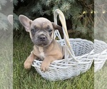 Small #2 French Bulldog