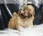 Puppy Choo choo AKC Shih Tzu