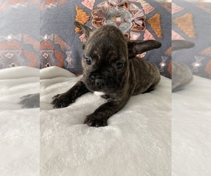 French Bulldog Puppy for sale in JOHNS ISLAND, SC, USA