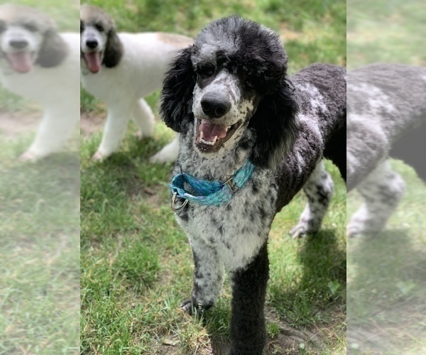 Medium Photo #1 Saint Berdoodle Puppy For Sale in PAW PAW, MI, USA