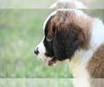 Small Photo #8 Saint Bernard Puppy For Sale in AVALON, MO, USA