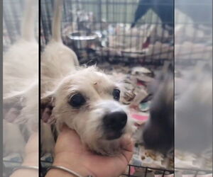 Mutt Dogs for adoption in Virginia Beach, VA, USA
