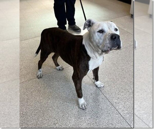 Medium Photo #1 Bull-Boxer Puppy For Sale in Fairfax, VA, USA