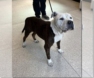 Bull-Boxer Dogs for adoption in Fairfax, VA, USA