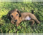 Puppy Gus gus Dachshund