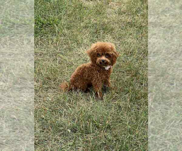 Medium Photo #8 Maltipoo Puppy For Sale in WARSAW, IN, USA