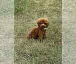 Small Photo #8 Maltipoo Puppy For Sale in WARSAW, IN, USA