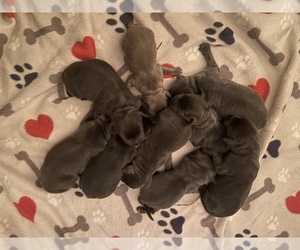 Labrador Retriever Puppy for sale in SOLANA BEACH, CA, USA
