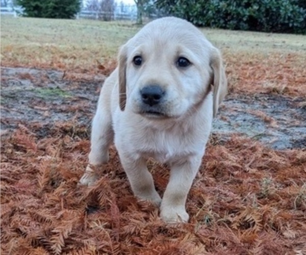 Medium Photo #2 Labrador Retriever Puppy For Sale in HIGDON, AL, USA