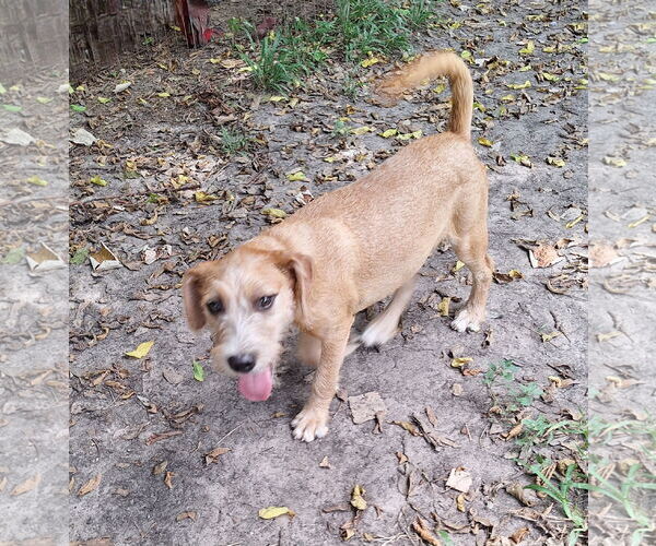 Medium Photo #4 Irish Terrier-Unknown Mix Puppy For Sale in Missouri City, TX, USA