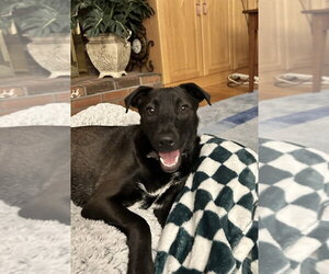 Mutt Dogs for adoption in Boston, MA, USA