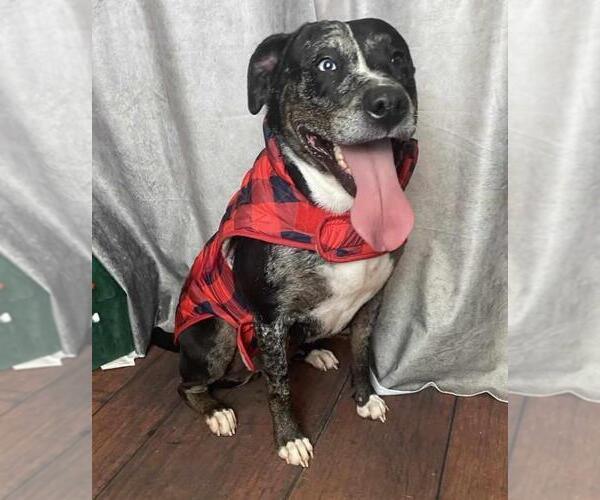 Medium Photo #8 Catahoula Leopard Dog-Labrador Retriever Mix Puppy For Sale in Rockwall, TX, USA