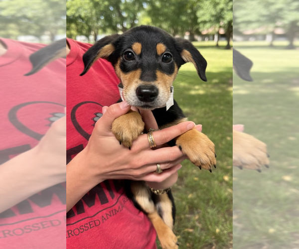 Medium Photo #1 Mutt Puppy For Sale in Elmsford, NY, USA