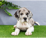 Small Photo #97 Great Dane Puppy For Sale in WAKARUSA, IN, USA