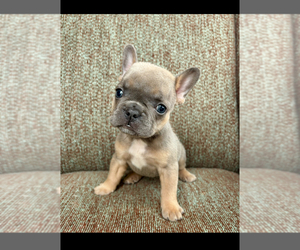French Bulldog Puppy for sale in GLENDALE, AZ, USA