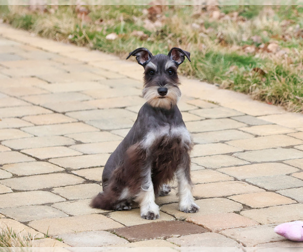 Medium Photo #6 Schnauzer (Miniature) Puppy For Sale in SYRACUSE, IN, USA