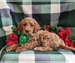 Small Photo #6 Goldendoodle (Miniature) Puppy For Sale in NOTTINGHAM, PA, USA