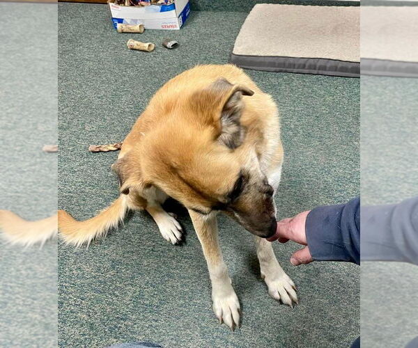Medium Photo #3 Great Pyrenees-Unknown Mix Puppy For Sale in Thomasville, NC, USA