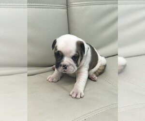 Bulldog Puppy for sale in CORAL SPRINGS, FL, USA