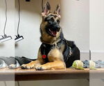 Small #4 German Shepherd Dog Mix