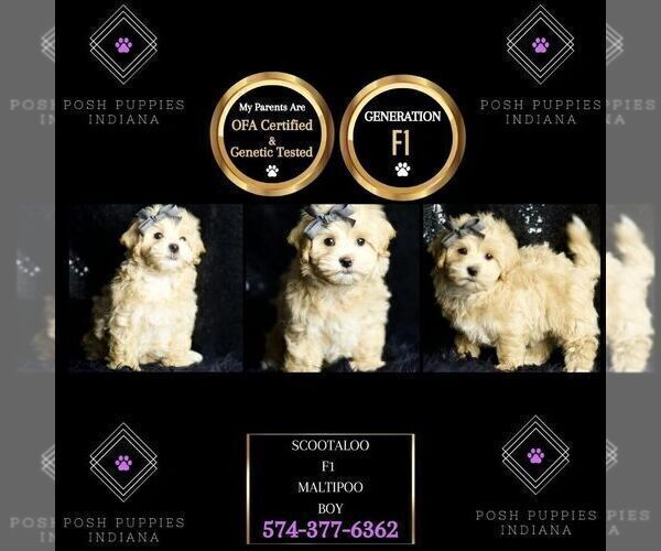 Medium Photo #6 Maltipoo (Miniature) Puppy For Sale in WARSAW, IN, USA