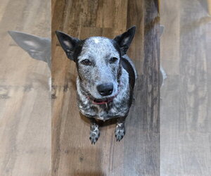 Mutt Dogs for adoption in Garden City, NY, USA