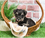 Small #10 Schnauzer (Miniature)