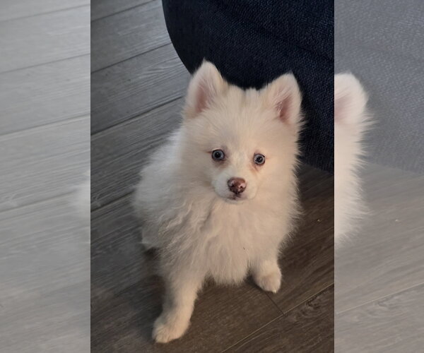 Medium Photo #1 Pomeranian Puppy For Sale in Wheaton, IL, USA