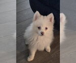 Small Pomeranian
