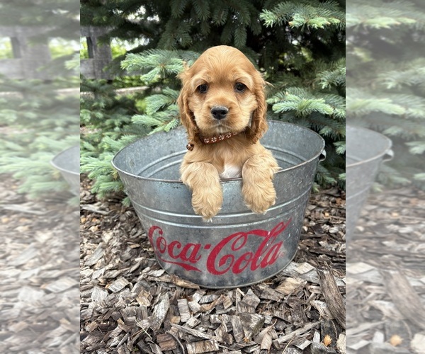 Medium Photo #5 Cocker Spaniel Puppy For Sale in MIDDLEBURY, IN, USA