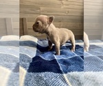 Small Photo #17 French Bulldog Puppy For Sale in EASTVALE, CA, USA