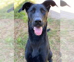 Small #14 Great Dane-Labrador Retriever Mix