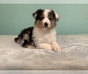 Australian Shepherd Puppy for sale in HILLSBORO, WI, USA
