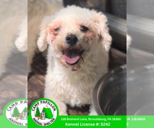 Bichon Frise Dogs for adoption in Stroudsburg, PA, USA