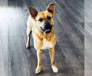 Carolina Dog-Unknown Mix Dogs for adoption in Batavia, OH, USA