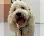 Small Labradoodle