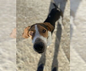 Mallard - Male Treeing Walker Coonhound Dog for Adoption - Photo #2