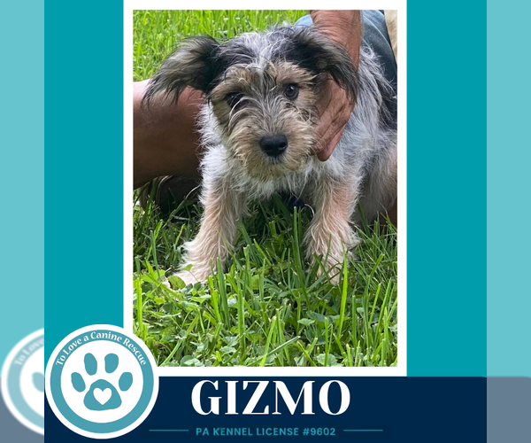 Medium Photo #3 Shih Tzu-Unknown Mix Puppy For Sale in Kimberton, PA, USA