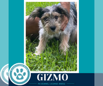 Small #2 Shih Tzu Mix