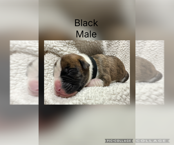 Medium Photo #10 Boxer Puppy For Sale in RALEIGH, NC, USA