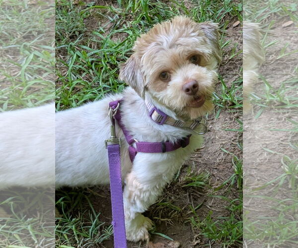 Medium Photo #4 Havashu Puppy For Sale in Greensboro, NC, USA