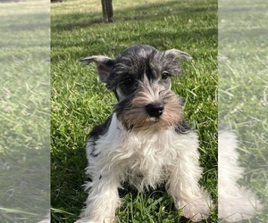 Schnauzer (Miniature) Puppy for sale in CANOGA, NY, USA