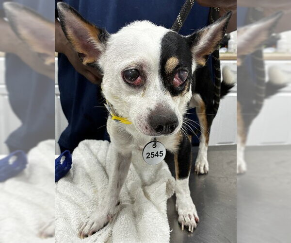 Medium Photo #1 Chihuahua Puppy For Sale in Forestville, MD, USA