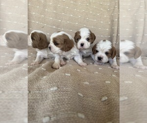 Cavalier King Charles Spaniel Puppy for sale in RIVERSIDE, CA, USA