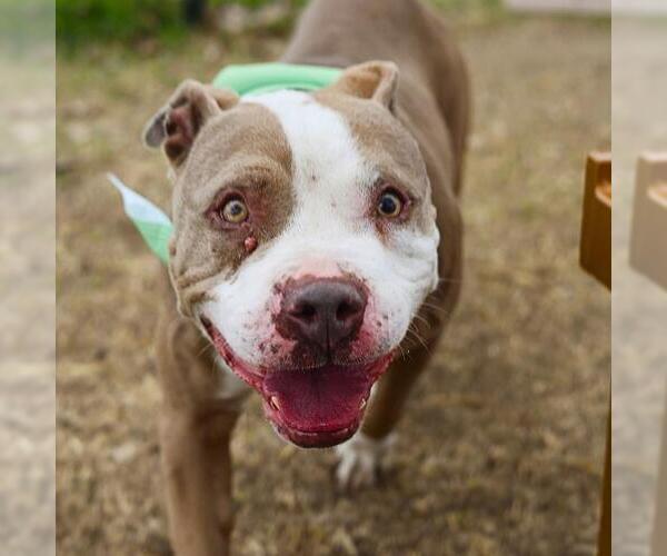 Medium Photo #1 American Staffordshire Terrier-Unknown Mix Puppy For Sale in San Antonio, TX, USA