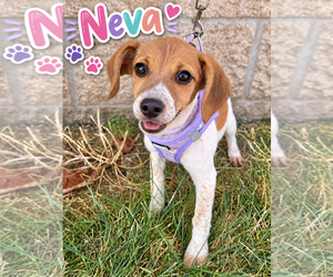 Doxle Dogs for adoption in Lee's Summit, MO, USA