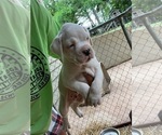 Small Photo #4 Boxer Puppy For Sale in JASPER, GA, USA